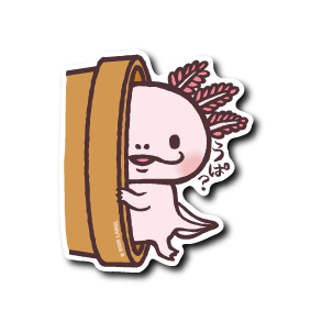 うぱ?ウーパールーパー(鉢)