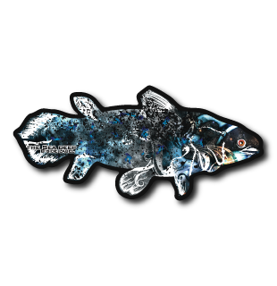 シーラカンス(黒フチ)