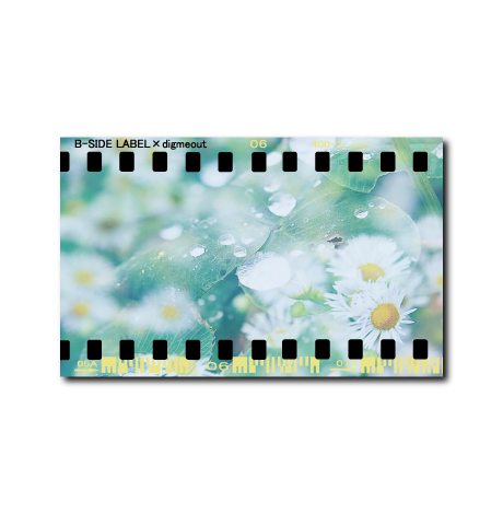 白い花FLOWERS/ラジオステッカー